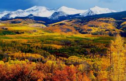 Rừng giúp phát triển kinh tế sinh học của châu Âu