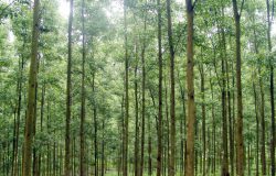 Mô hình hiệu quả trồng rừng Keo lâm nghiệp ở Bắc Kạn