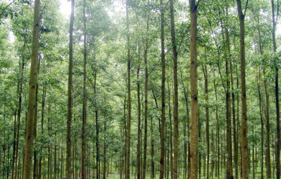 Mô hình hiệu quả trồng rừng Keo lâm nghiệp ở Bắc Kạn